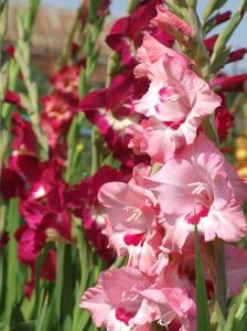 2014_gladiole_56