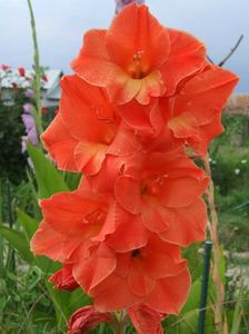2014_gladiole_61