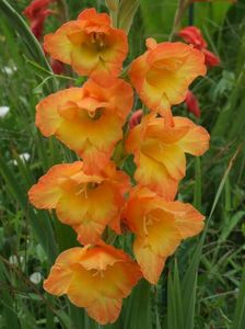 2014_gladiole_62