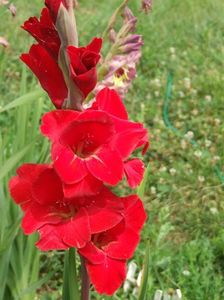 2014_gladiole_64
