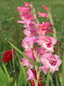 2014_gladiole_65