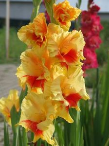 2014_gladiole_66