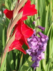 2014_gladiole_69