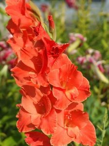 2014_gladiole_72