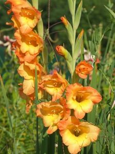 2014_gladiole_73
