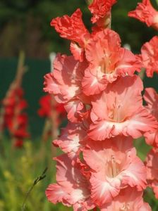 2014_gladiole_75