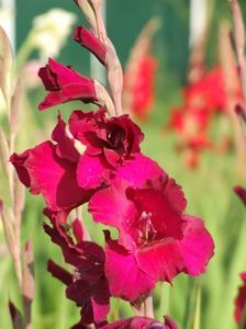 2014_gladiole_76