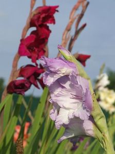 2014_gladiole_77