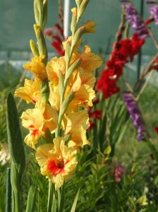 2014_gladiole_78