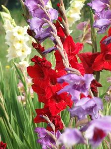 2014_gladiole_81