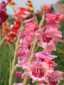 2014_gladiole_82