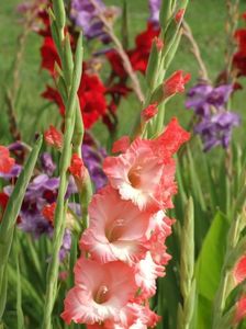 2014_gladiole_83