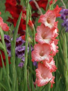 2014_gladiole_85