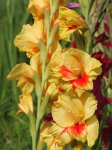 2014_gladiole_87