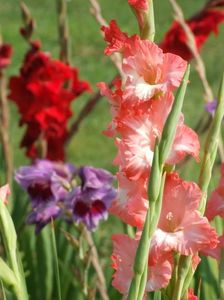 2014_gladiole_91