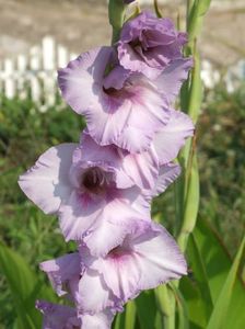 2014_gladiole_94