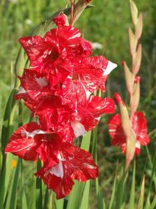 2014_gladiole_97