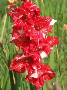 2014_gladiole_100