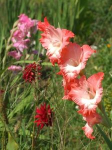 2014_gladiole_104