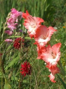 2014_gladiole_104