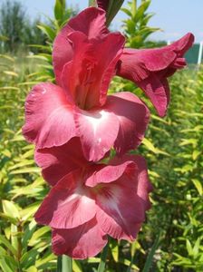 2014_gladiole_105