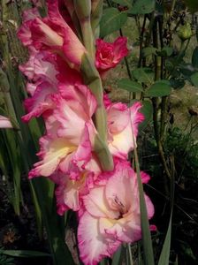 2014_gladiole_108