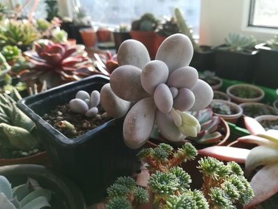 pachyphytum oviferum