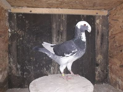 Vanduta