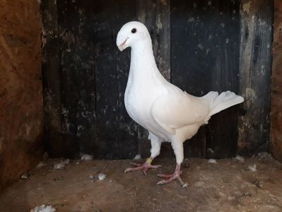 Vandut