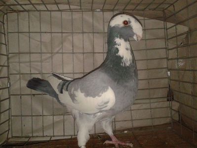 Vandut
