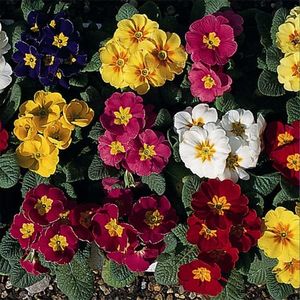 Polyanthus Regal Mixed - 10.6 lei