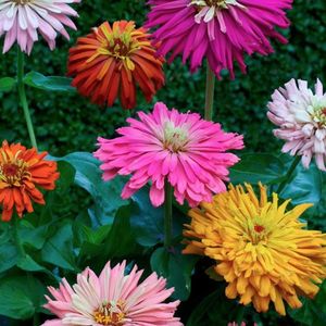 Zinnia Cactus Flowered Mixed - 12.1 lei