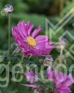 Anemone hup. Prinz Heinrich