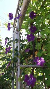 Clematită