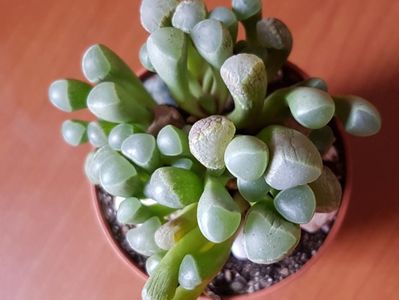 Fenestraria aurantiaca