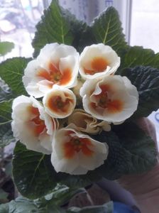 Primula; Flori de primăvară
