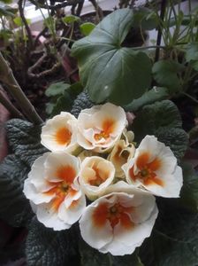Flori de primăvară; Primula în două  culori
