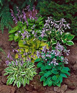 Diferite hosta