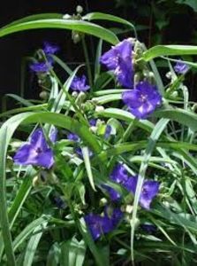 Tradescantia 5 lei