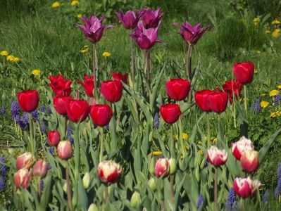 2013_fl_primavara_33