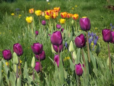 2013_fl_primavara_35