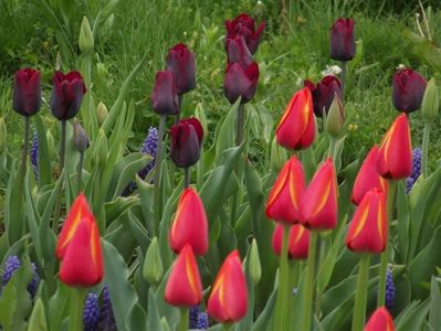 2013_fl_primavara_43