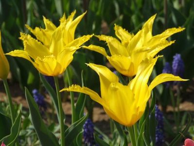 2013_fl_primavara_49