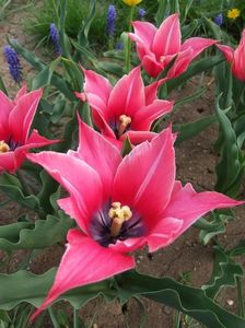 2013_fl_primavara_55