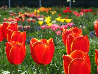 2013_fl_primavara_58