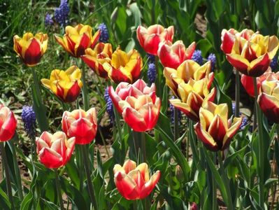 2013_fl_primavara_63