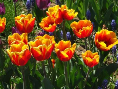 2013_fl_primavara_64