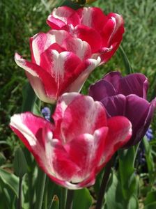 2013_fl_primavara_65