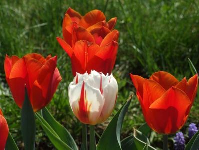 2013_fl_primavara_67