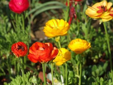 2013_ranunculus_1